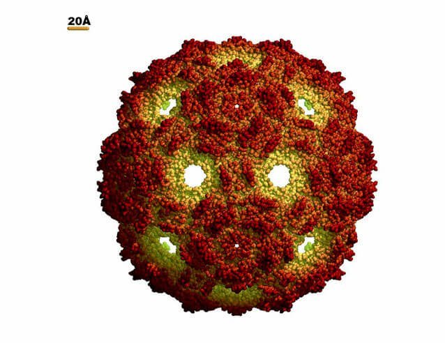 Descubiertos posibles mecanismos utilizados por los virus para adaptarse al aumento de temperatura ambiental