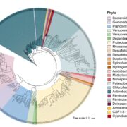 Árbol filogenético con los nuevos genomas bacterianos encontrados en los sedimentos antiguos de Laguna Lejía.